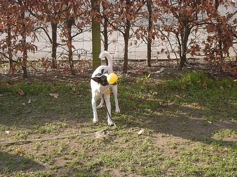 Blanding af racer Iggy billede 13