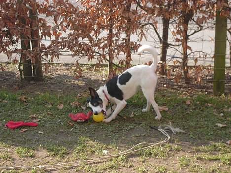 Blanding af racer Iggy billede 14