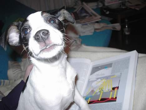 Blanding af racer Iggy billede 15