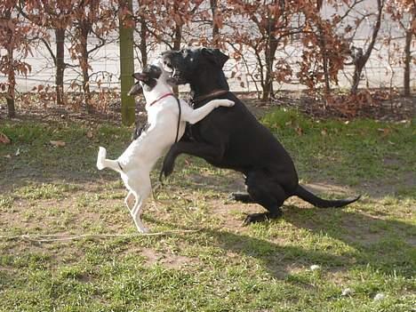 Blanding af racer Iggy billede 16