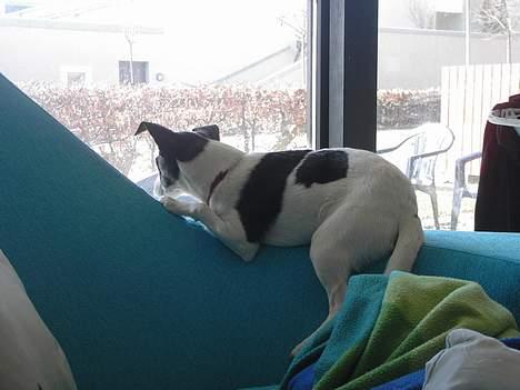 Blanding af racer Iggy billede 17