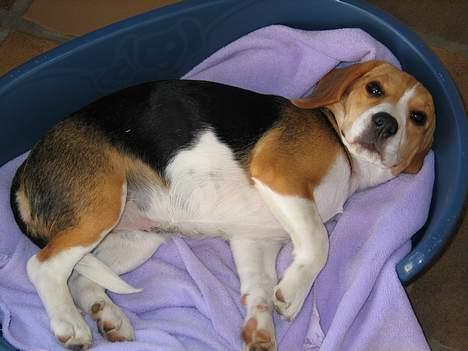 Beagle Molly billede 11