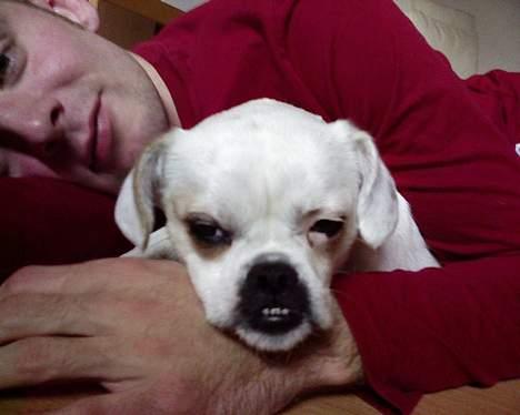 Blanding af racer Mitzie - Gået kold på køkkengulvet sammen med min farmand om lidt sover vi begge zzzz zzz zzzzz *G* billede 1