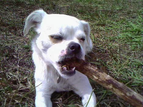 Blanding af racer Mitzie - Elsker at tygge i pind smager sååå goooodt *G* billede 2