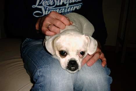 Blanding af racer Mitzie - Ligger og putter i skødet hos min farmand *SSS* billede 3