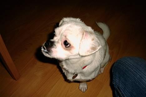 Blanding af racer Mitzie - Ser lidt betuttet ud har jo også lige været i bad, men jeg fik lidt mælk fordi jeg var så dyyyygtig bare se mit mælkeskæg *G* billede 4