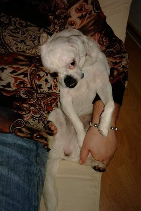 Blanding af racer Mitzie - Ligger og  putter så nu sover jeg næsten billede 5