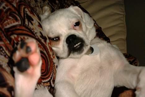 Blanding af racer Mitzie - Ahh total afslappet i chaiselongen sammen med min moar billede 6