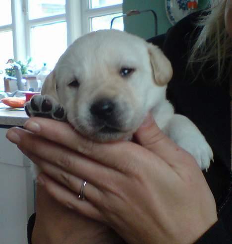 Labrador retriever Rolex - 19 dage billede 2