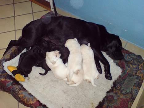 Labrador retriever Rolex - 19 dage billede 3