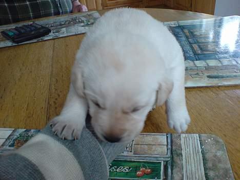 Labrador retriever Rolex - 19 dage billede 4