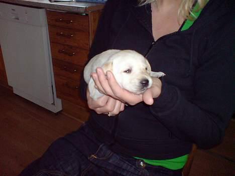 Labrador retriever Rolex - 19 dage billede 5