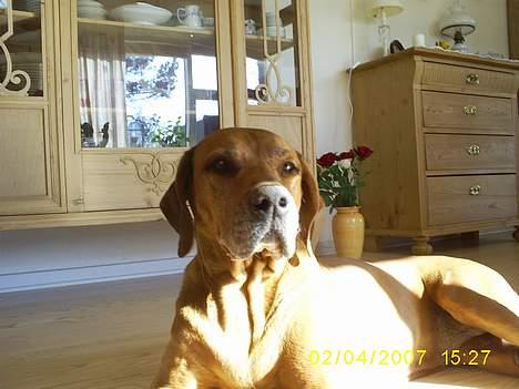 Rhodesian ridgeback R.I.P Nala billede 12