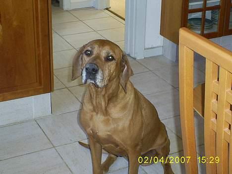 Rhodesian ridgeback R.I.P Nala billede 15