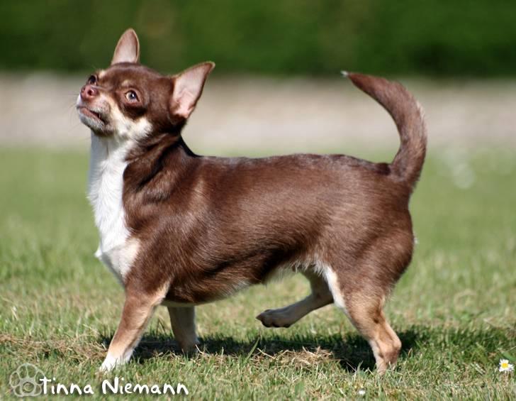 Chihuahua Hovsa's Kiwi - 22 måneder , nu er jeg ved at være voksen :o) billede 1