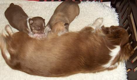 Chihuahua Hovsa's Kiwi - Hyggestund med min søster og mor billede 2