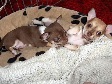 Chihuahua Hovsa's Kiwi - Hygger med min søster billede 3