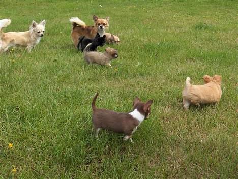 Chihuahua Hovsa's Kiwi - Jubiiiii ude at lege med alle mine onkler og tanter billede 4