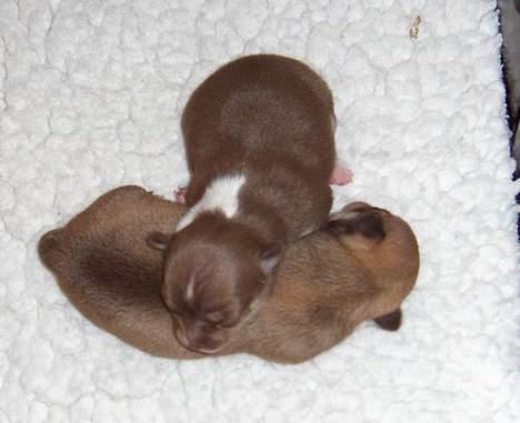 Chihuahua Hovsa's Kiwi billede 5