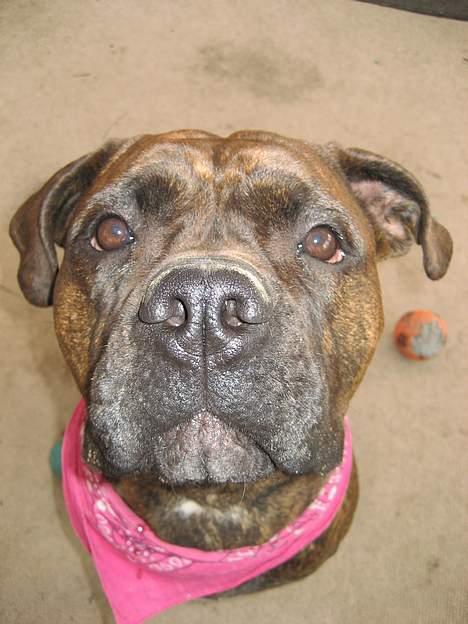 Blanding af racer Fanja billede 16