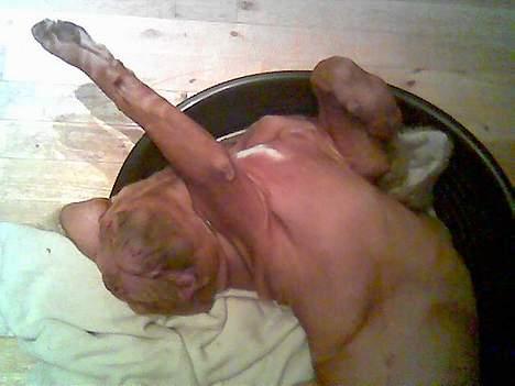 Dogue de bordeaux Onslow R.I.P - Hårdt med morgengynmastiiiiiik... billede 9