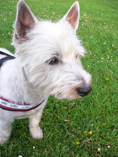 West highland white terrier Gismo billede 2