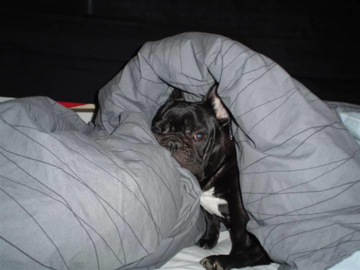 Fransk bulldog FreYse - Jeg elsker bare at putte... :) billede 1