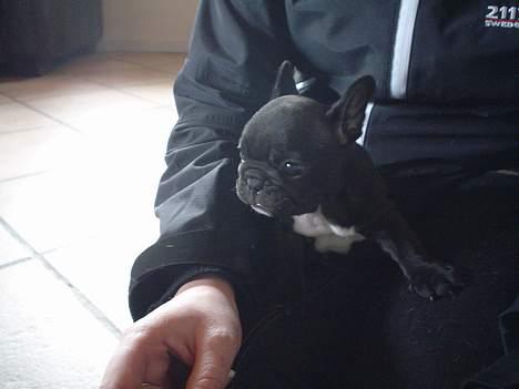 Fransk bulldog FreYse billede 2