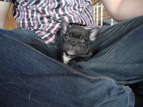 Fransk bulldog FreYse billede 3