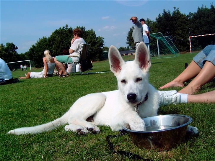 Hvid Schweizisk Hyrdehund Nanoq R.I.P. - Ude og se far spille fodbold 4 mdr gammel billede 1