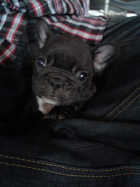Fransk bulldog FreYse billede 4