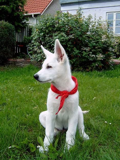 Hvid Schweizisk Hyrdehund Nanoq R.I.P. - min første dag hos mor og far 2,5 mdr gammel billede 2