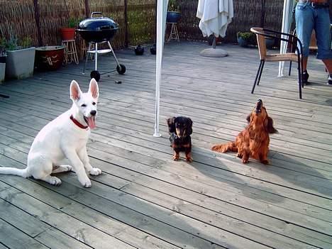 Hvid Schweizisk Hyrdehund Nanoq R.I.P. - mine legekammerater arthur og sofie billede 3