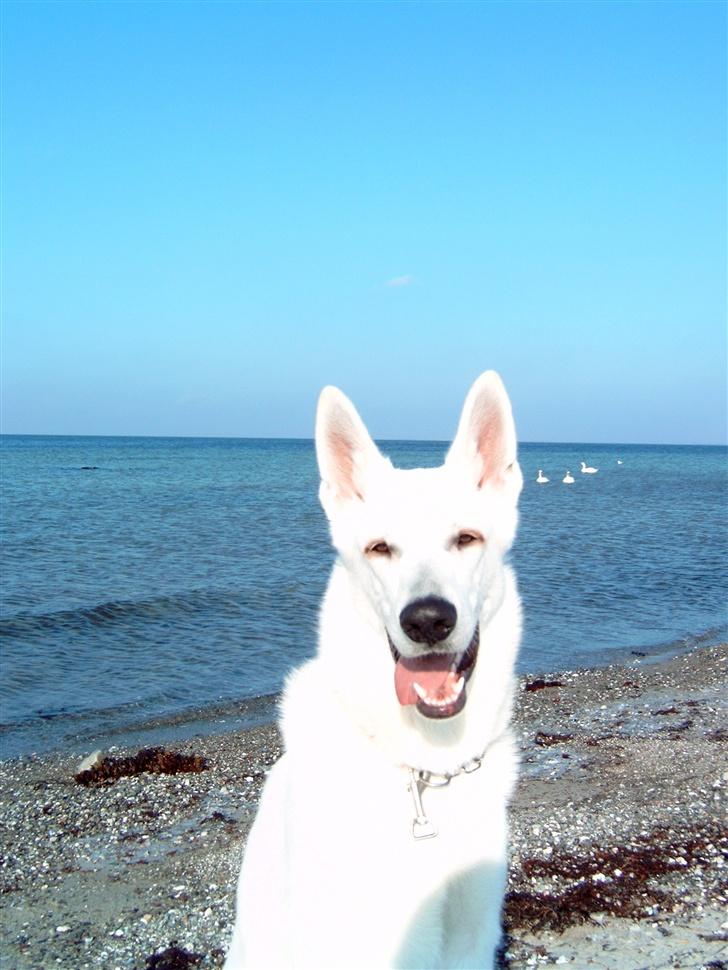 Hvid Schweizisk Hyrdehund Nanoq R.I.P. - Strandtur i frostvejr billede 4