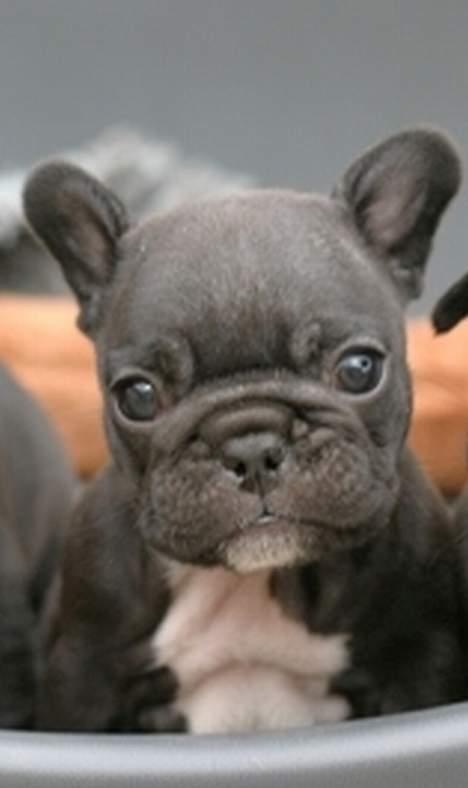 Fransk bulldog FreYse billede 5
