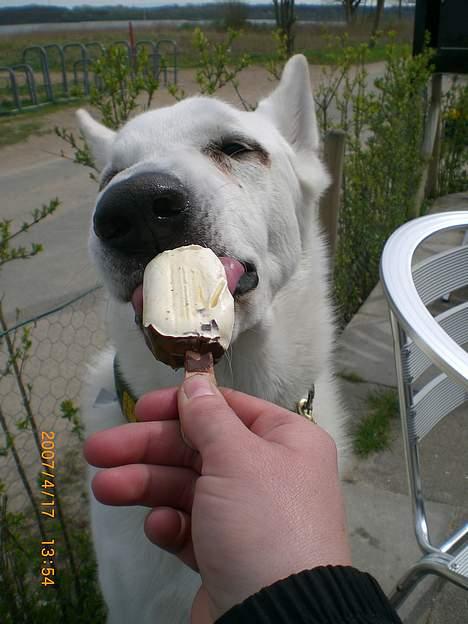 Hvid Schweizisk Hyrdehund Nanoq R.I.P. - På ferie i Tyskland billede 5