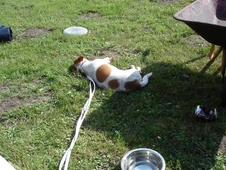 Blanding af racer *~Hercules~* billede 10