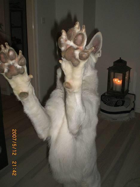 Hvid Schweizisk Hyrdehund Nanoq R.I.P. - high-five billede 6