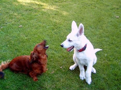 Hvid Schweizisk Hyrdehund Nanoq R.I.P. - Kom bare an! billede 7