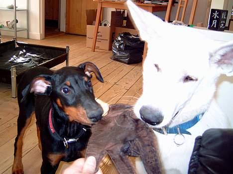 Hvid Schweizisk Hyrdehund Nanoq R.I.P. - Kom med min handske billede 8