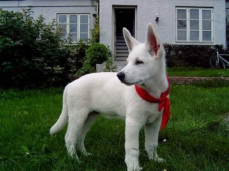 Hvid Schweizisk Hyrdehund Nanoq R.I.P. - 2,5 mdr billede 9