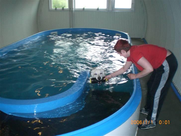 Hvid Schweizisk Hyrdehund Nanoq R.I.P. - Hundesvømning billede 10