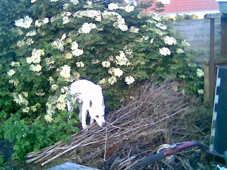 Hvid Schweizisk Hyrdehund Nanoq R.I.P. - Kan det her også være på bålet??? billede 11