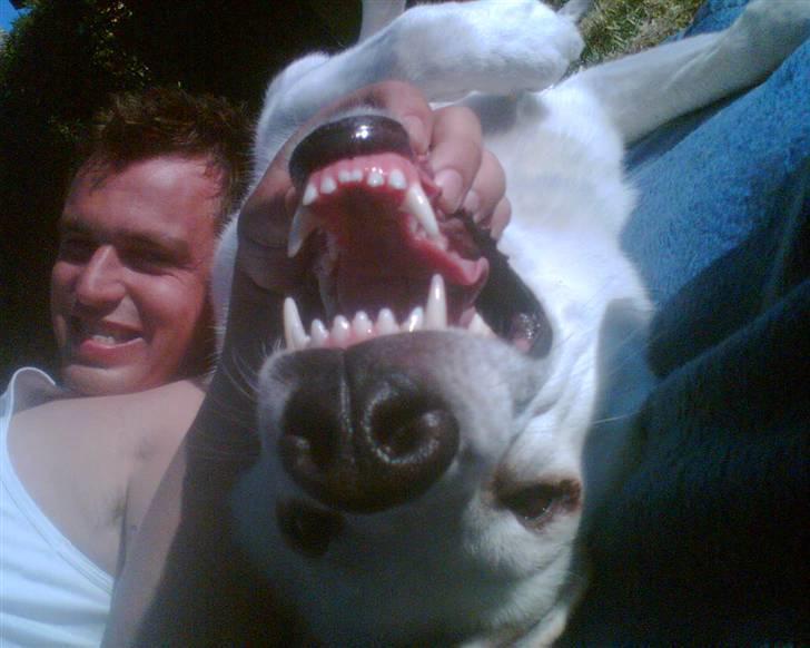 Hvid Schweizisk Hyrdehund Nanoq R.I.P. - Jeg er meget farlig :-) billede 12