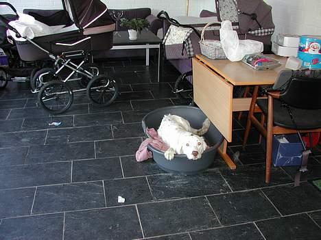 Field Trial spaniel Aslan billede 6