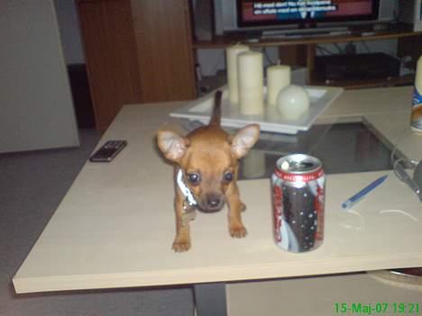 Blanding af racer |Chi/DP| Lasse prinsen - wow jeg er næsten ligeså lille som en dåsecola :p billede 6