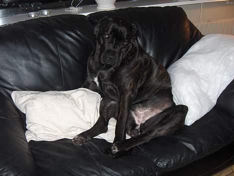 Cane corso Shakira billede 20