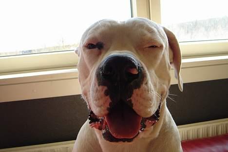 Amerikansk bulldog Chico - Godmorgen, er altså ikke altid så morgengrim billede 12