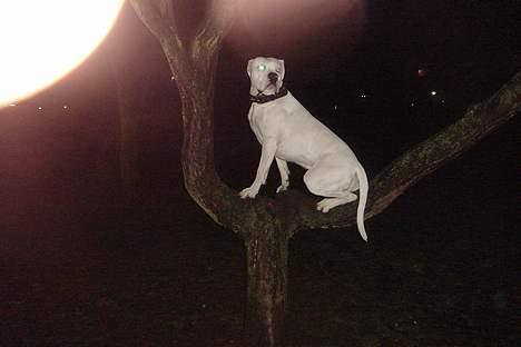 Amerikansk bulldog Chico - Se jeg er en ugle billede 13