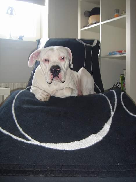 Amerikansk bulldog Chico - Syntes i mit ene øre sidder mærkligt? billede 14